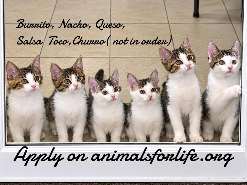 A baby medium-sized female Domestic Short Hair cat named Churro for adoption in Naugatuck, CT