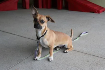 An adult small-sized female Dachshund dog named Rosie for adoption in Kansas City, MO