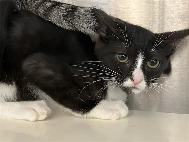 A baby small-sized female Domestic Short Hair cat named Alexia for adoption in Tustin, CA