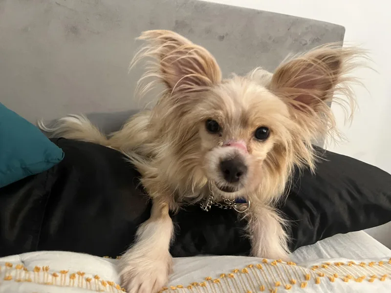 Rigatoni thumbnail 2