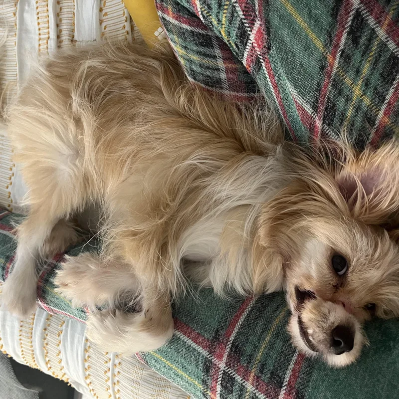 Rigatoni thumbnail 3