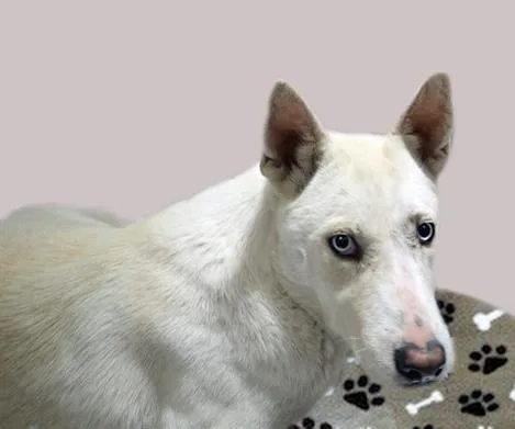 A young medium-sized female Siberian Husky dog named Nikita for adoption in Tucson, AZ