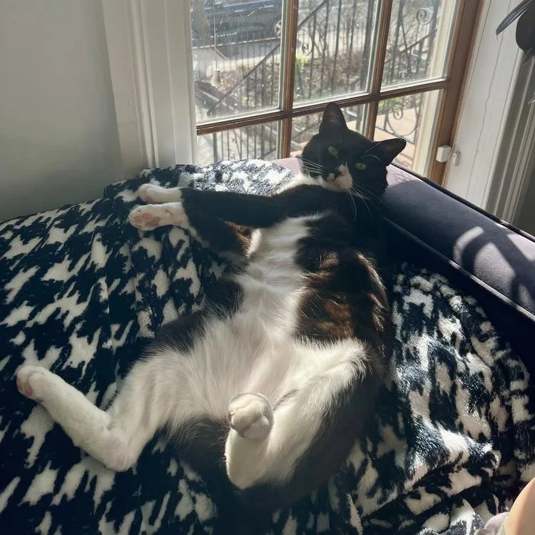 An adult small-sized male Black Domestic Short Hair cat named White Socks for adoption in Long Island City, NY
