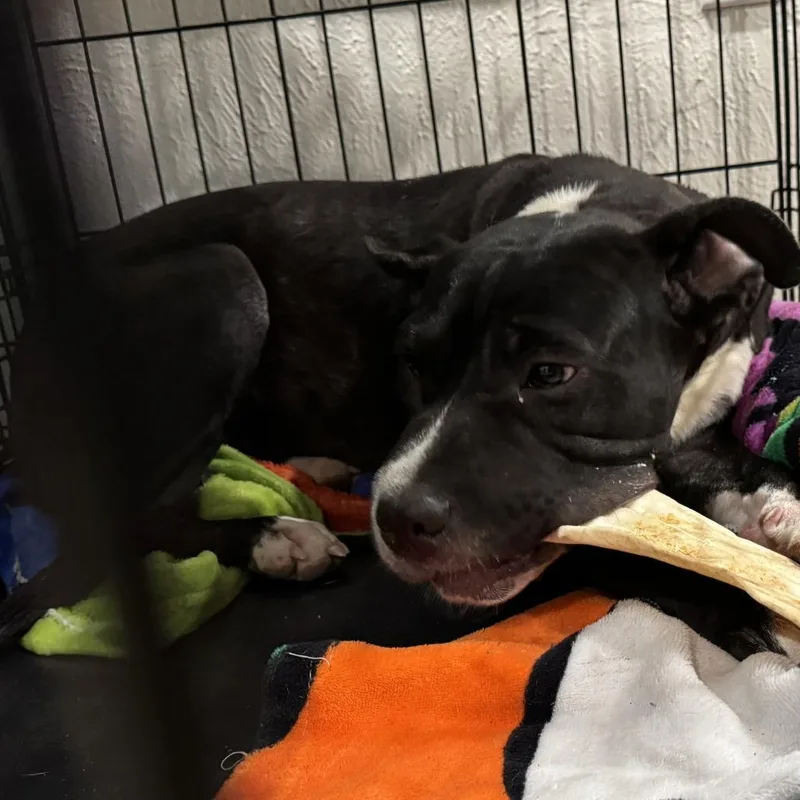 A baby medium-sized female Black Mixed Breed dog named Bella for adoption in Austin, TX
