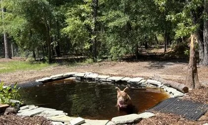 A young large-sized female Pit Bull Terrier dog named Izzy for adoption in Conway, SC