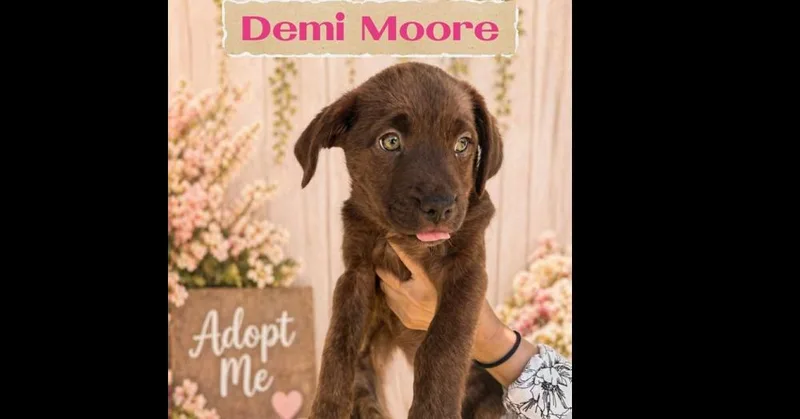 A baby large-sized female Labrador Retriever dog named Demi Moore for adoption in Richmond, TX