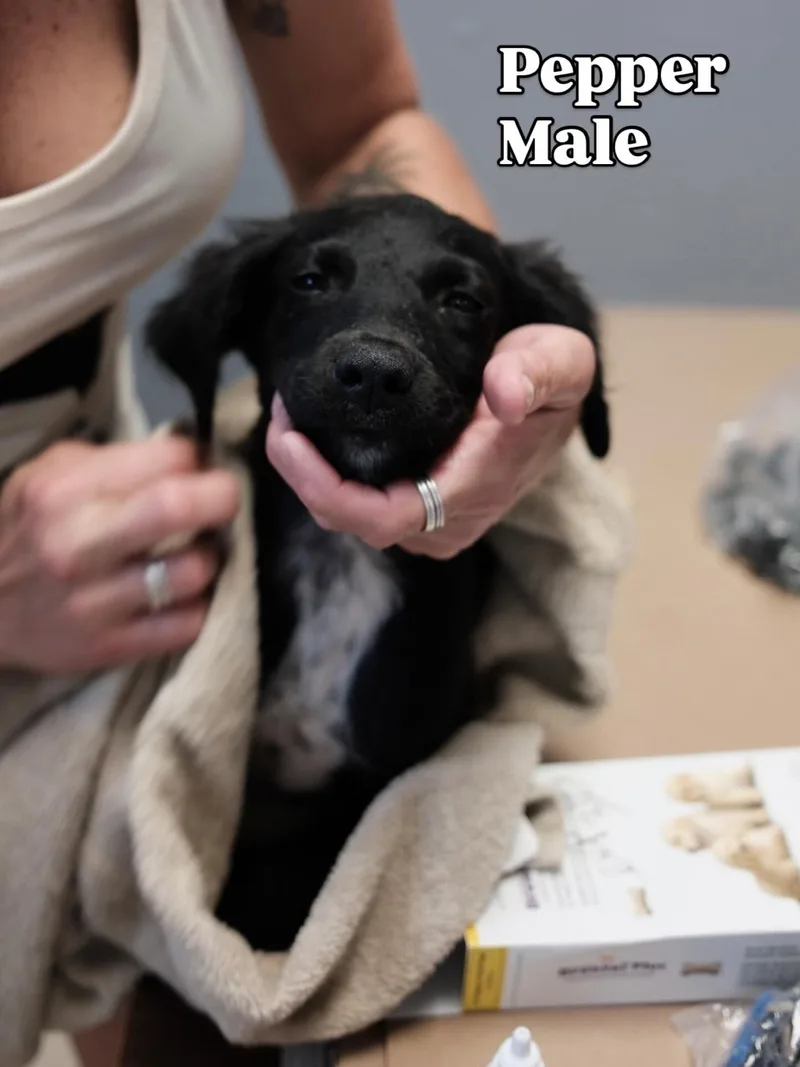 A baby medium-sized male Labrador Retriever dog named Pepper for adoption in Lake Hopatcong, NJ