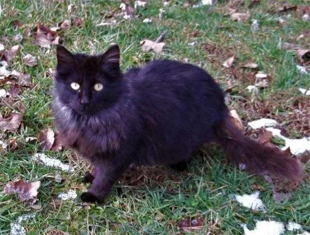 An adult small-sized male Domestic Long Hair cat named Valentin for adoption in Ballwin, MO