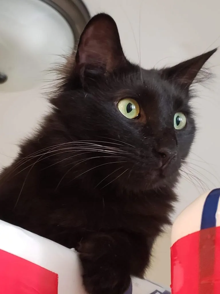 Valentin thumbnail 3