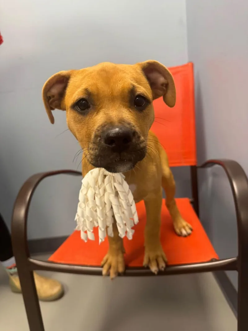 A baby small-sized female Terrier dog named Poe for adoption in Zanesville, OH