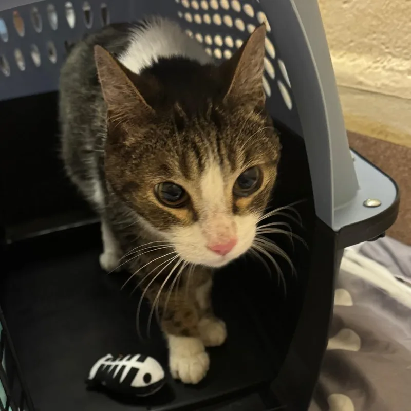 Mr. Bucket thumbnail 2