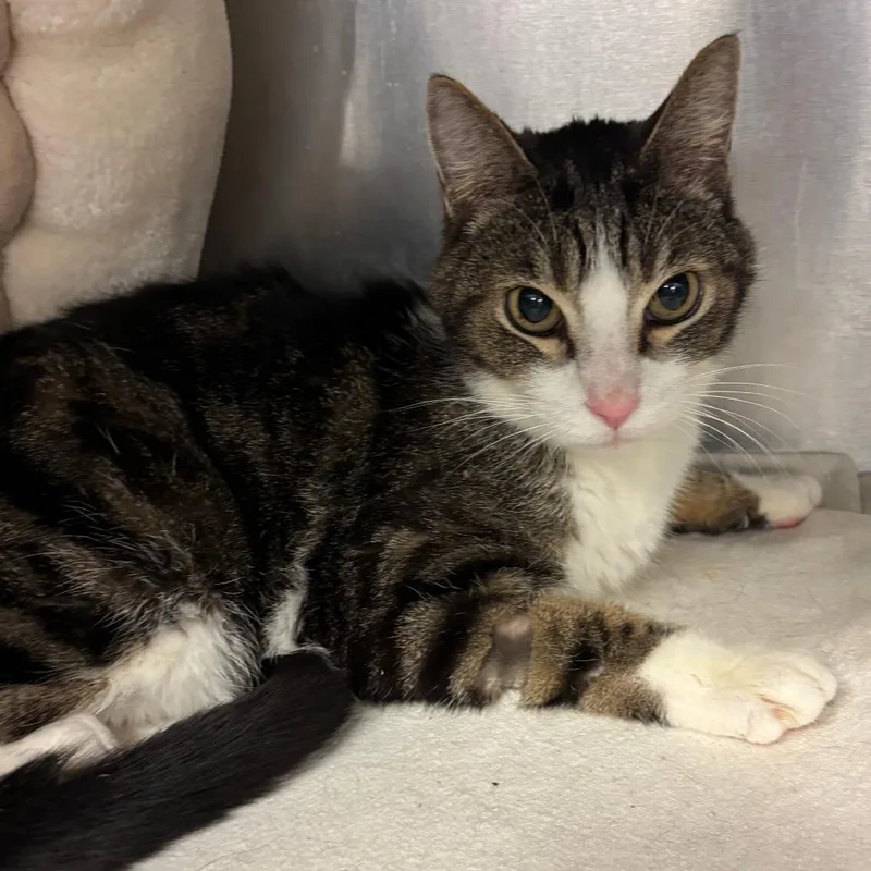 Mr. Bucket thumbnail 3