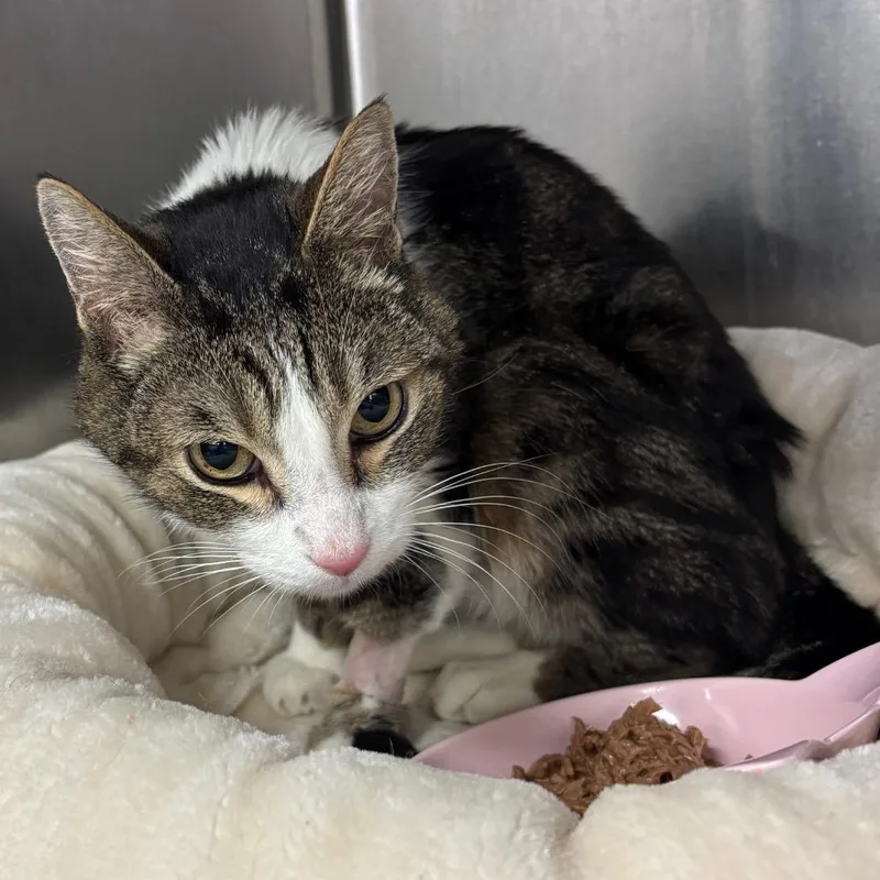 Mr. Bucket thumbnail 4