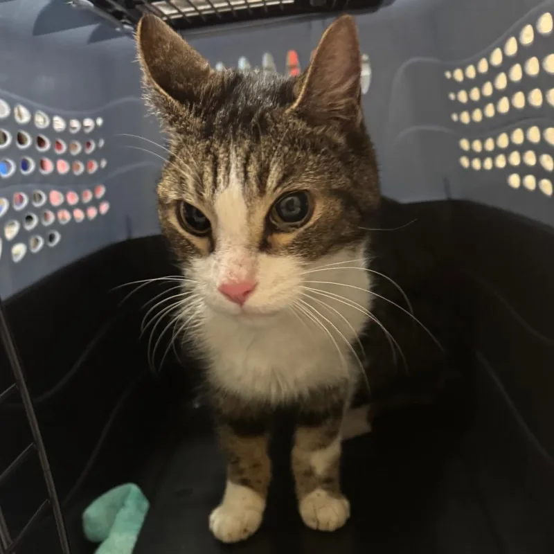 Mr. Bucket thumbnail 5