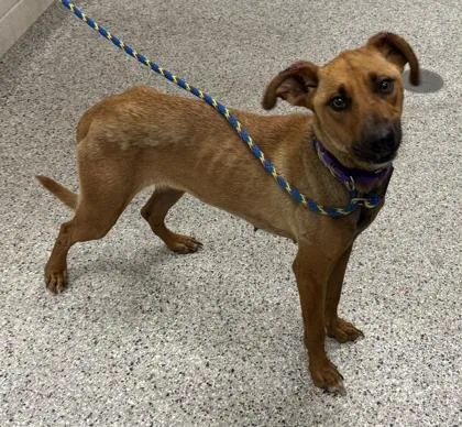 An adult large-sized female Brown / Chocolate Mixed Breed dog named Papaya for adoption in Kansas City, MO