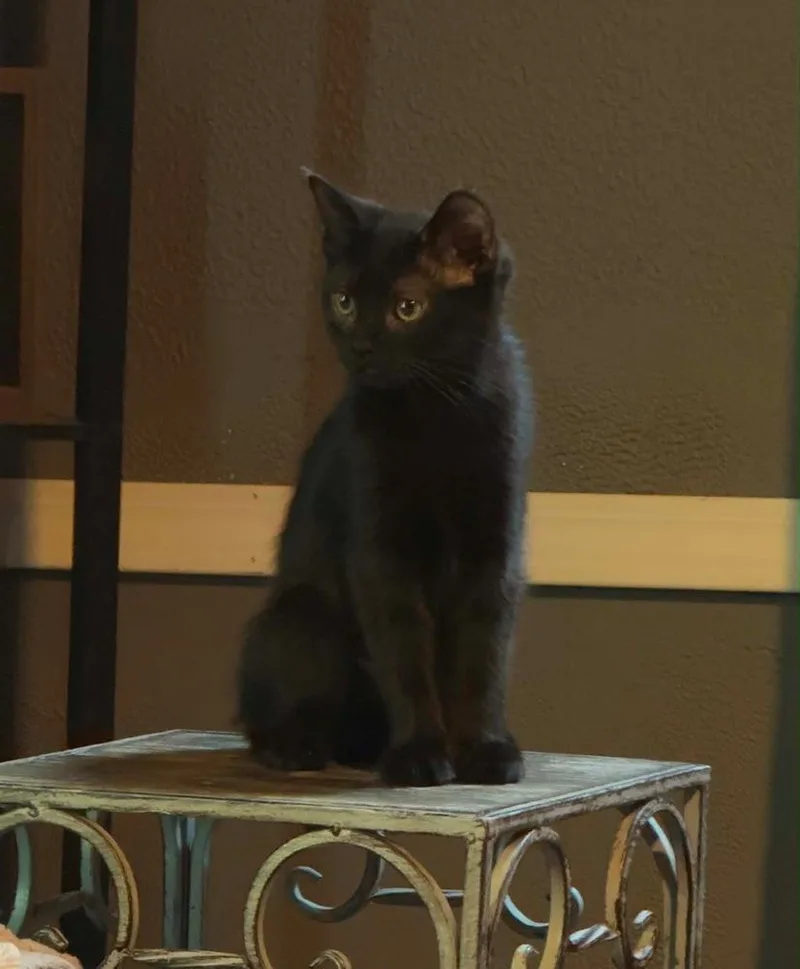 A baby small-sized female Black Domestic Short Hair cat named Lily for adoption in West Mifflin, PA