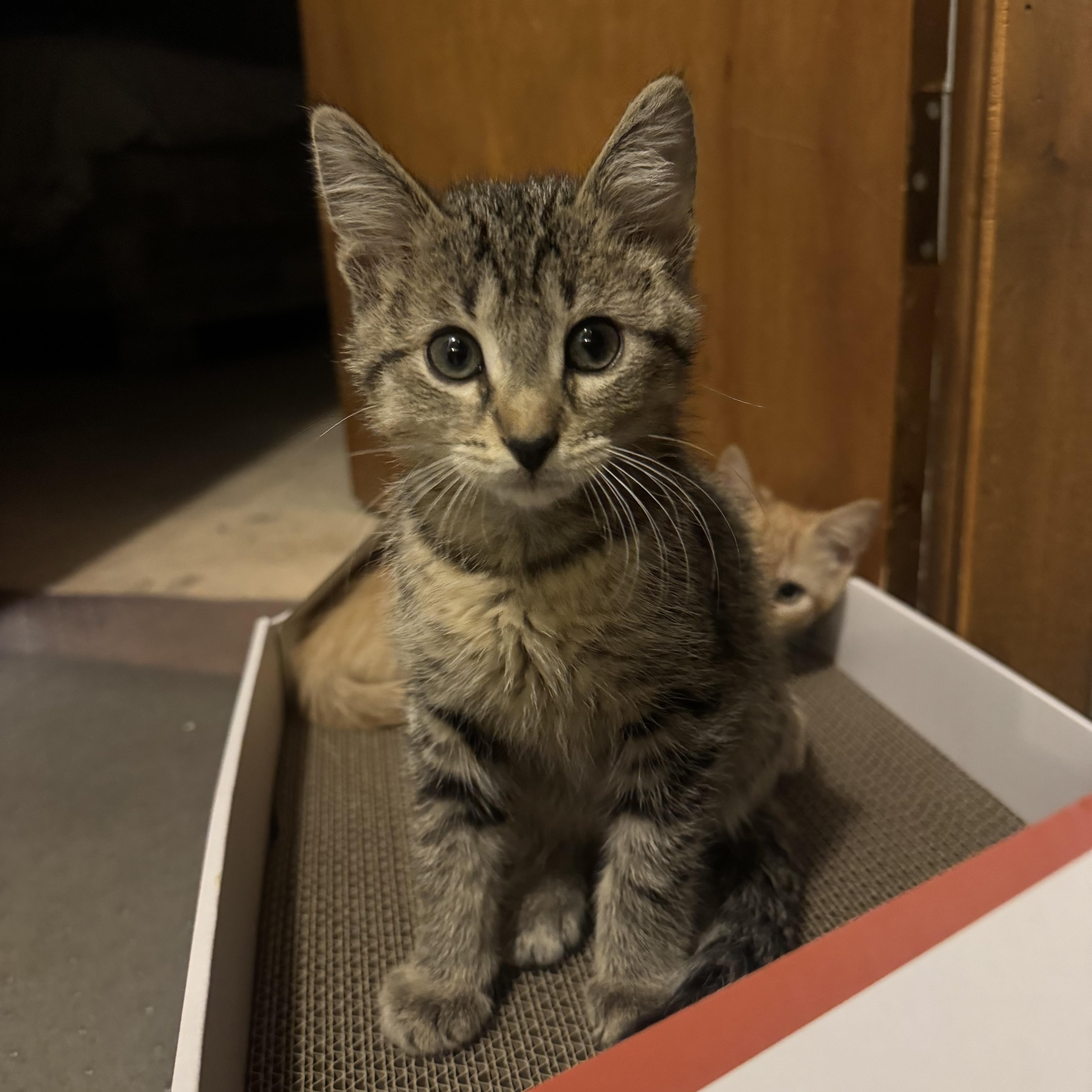A baby small-sized male Tabby (Brown / Chocolate) Domestic Short Hair cat named Skillet for adoption in Faribault, MN