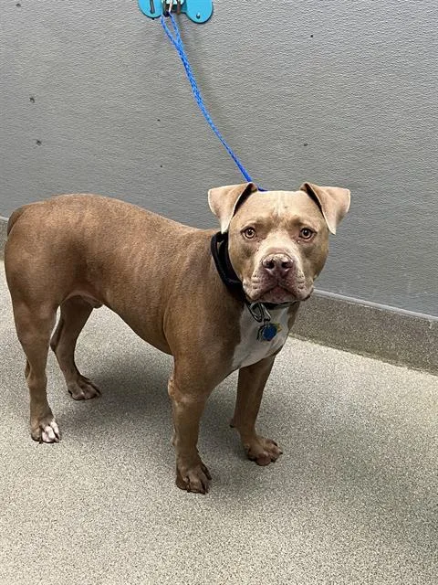 An adult large-sized male Pit Bull Terrier dog named Sebastian for adoption in Las Vegas, NV