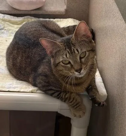 An adult medium-sized female Domestic Short Hair cat named Valeria for adoption in Washington, DC