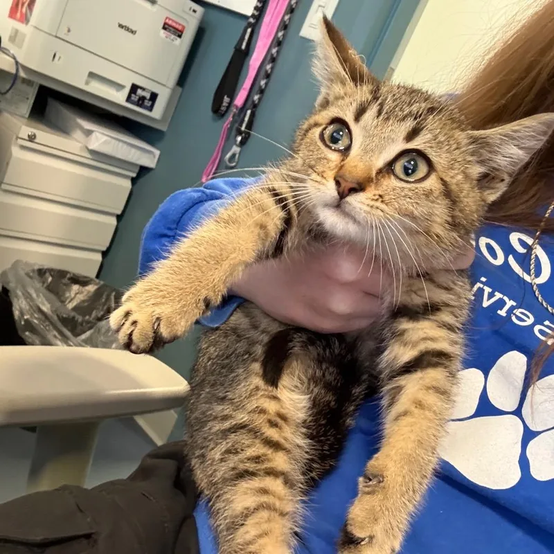 A baby small-sized male Brown / Chocolate Domestic Short Hair cat named Turkey Leg for adoption in Greensboro, NC