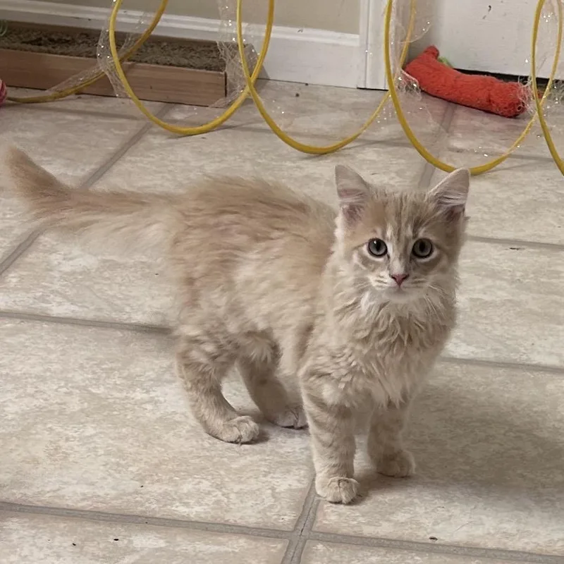 A young small-sized female Buff / Tan / Fawn Domestic Long Hair cat named Dandelion for adoption in Corydon, IN