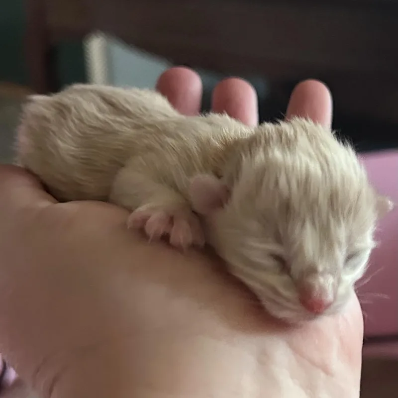 Dandelion thumbnail 2