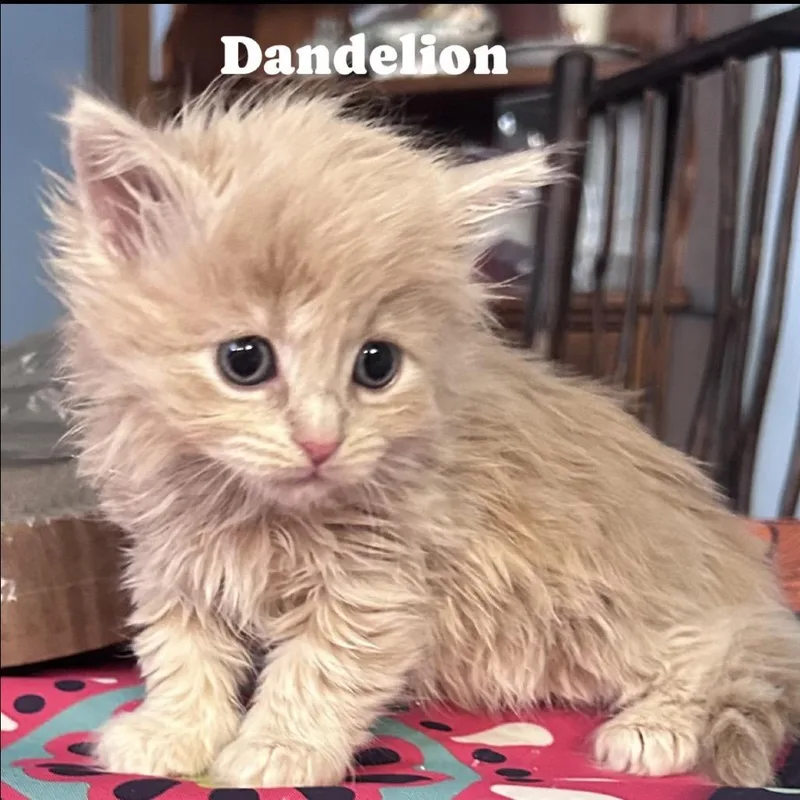 Dandelion thumbnail 5