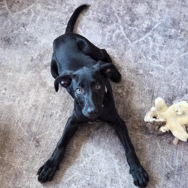 A baby small-sized female Labrador Retriever dog named Lucy for adoption in Des Moines, IA