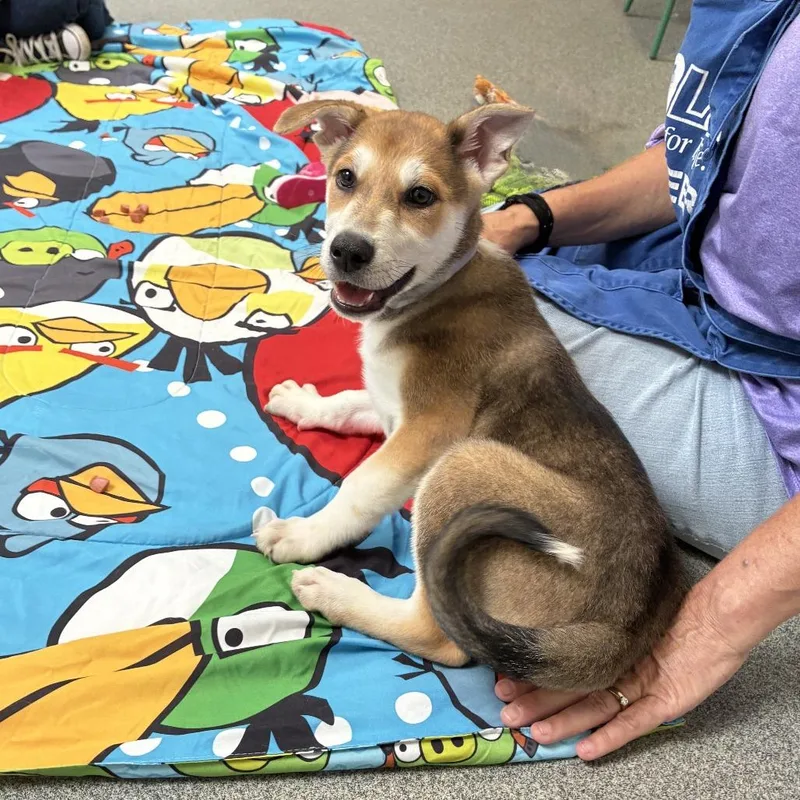 A baby small-sized male Brown / Chocolate Great Pyrenees dog named Bob for adoption in Hawthorne, CA
