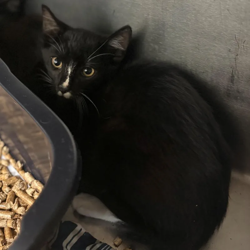 A baby small-sized male Black Domestic Short Hair cat named Cannoli for adoption in Chehalis, WA