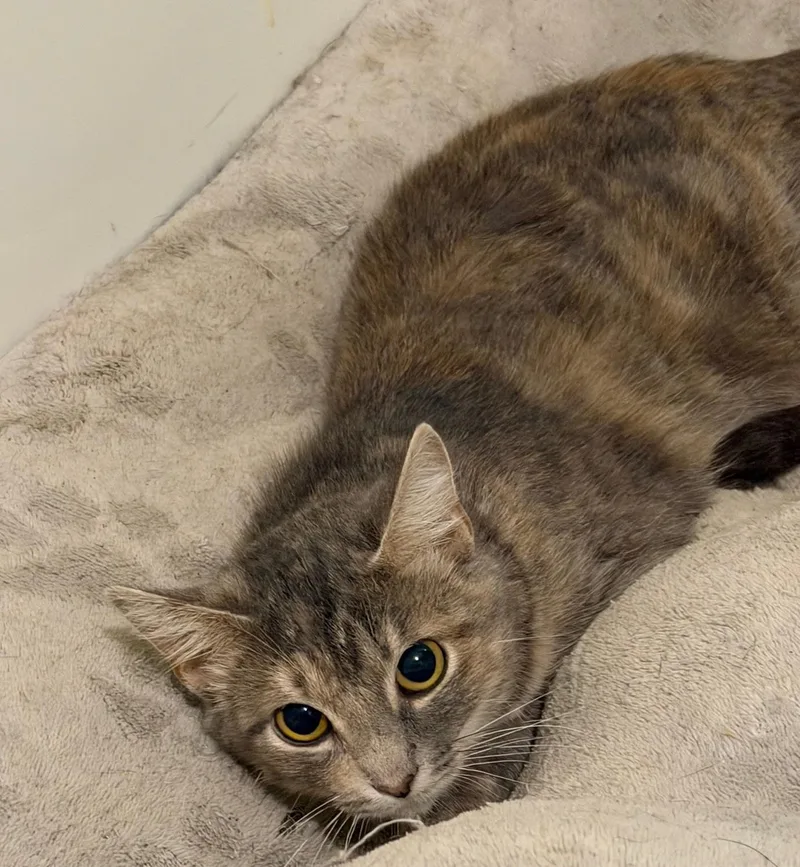 A young medium-sized female Dilute Calico cat named Ariana for adoption in Calera, AL