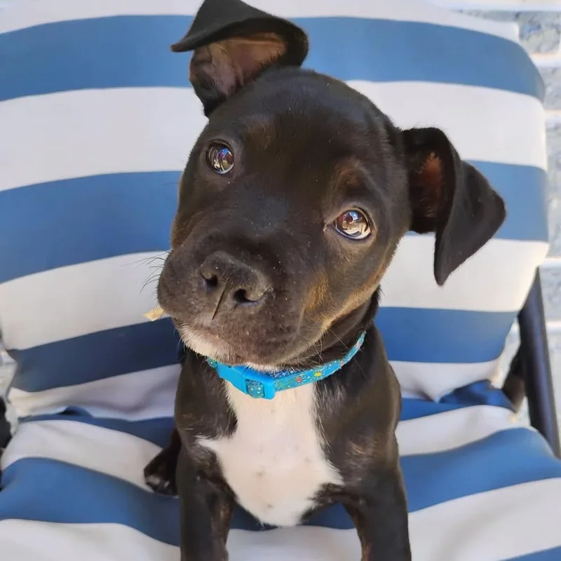A baby medium-sized female Boston Terrier dog named Meg for adoption in Palm Harbor, FL