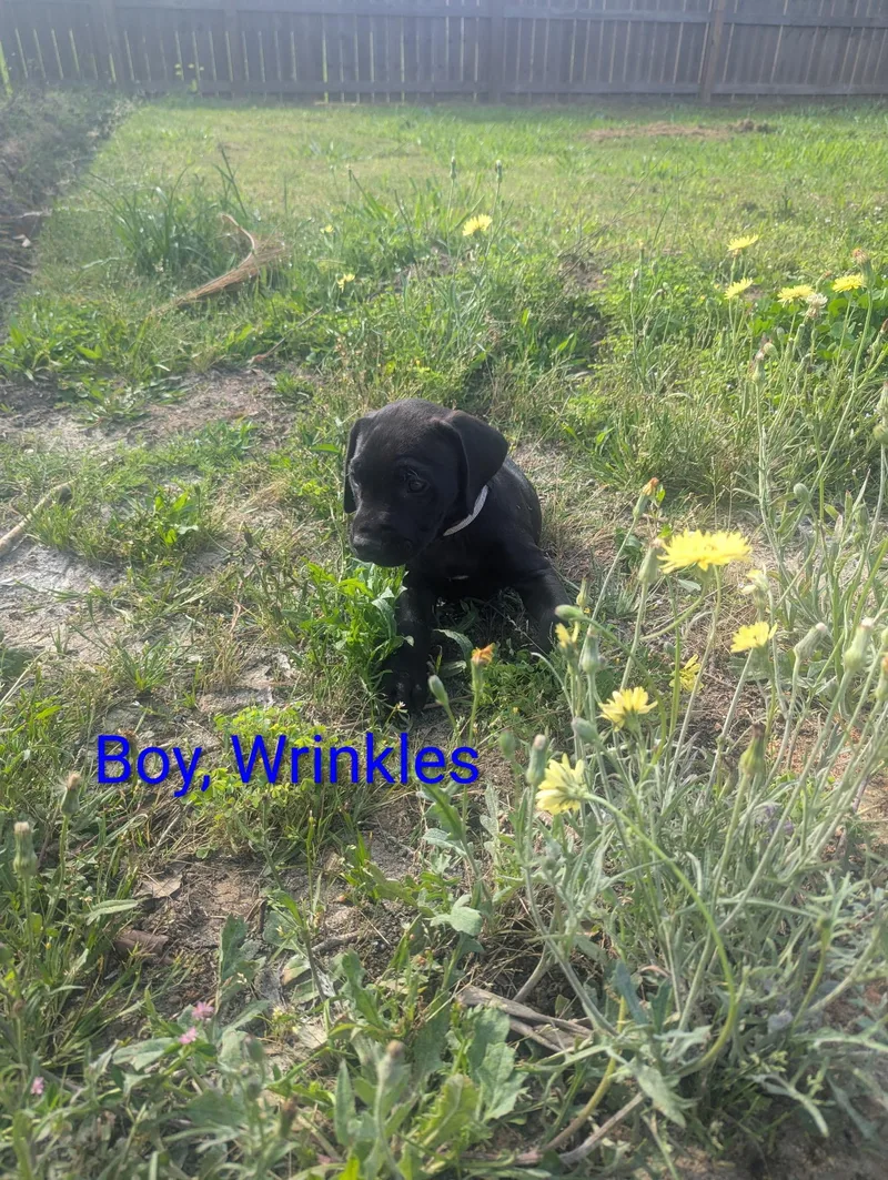 A baby medium-sized male Labrador Retriever dog named Wrinkles for adoption in Houston, TX