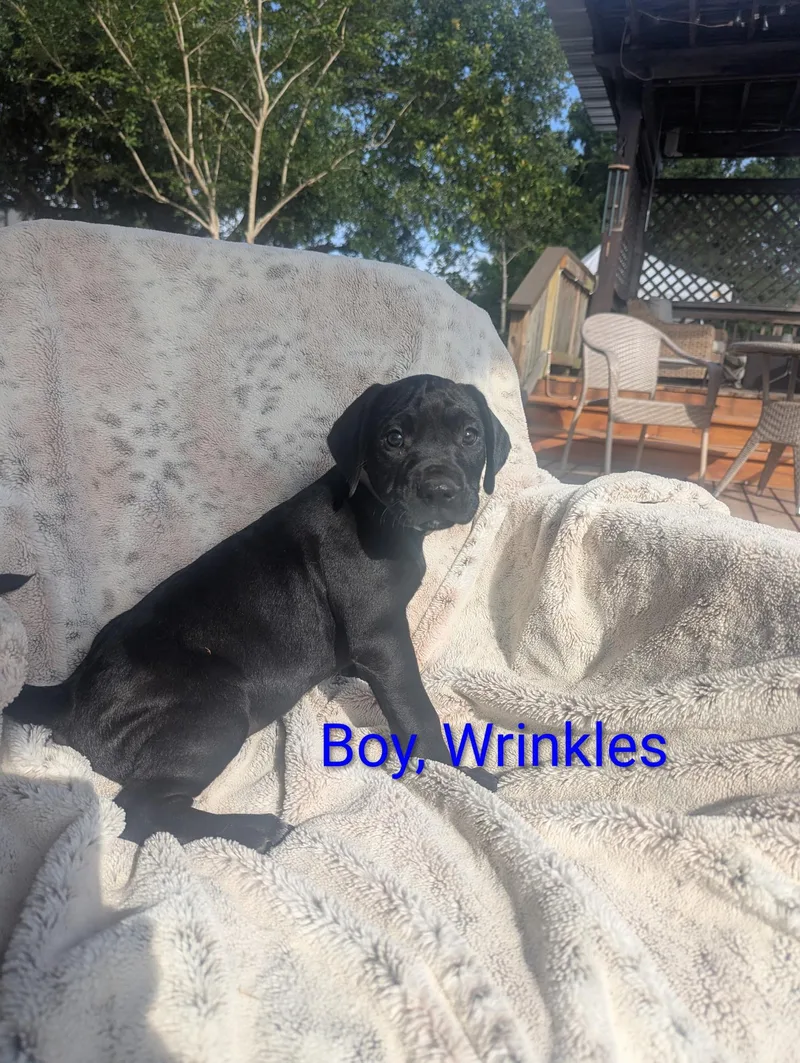 Wrinkles thumbnail 4