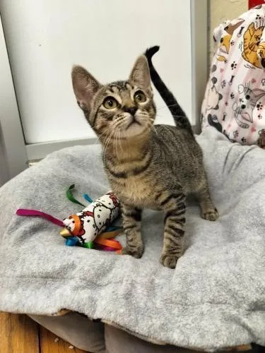 A baby small-sized male Black Tabby cat named Cooper for adoption in Parlier, CA