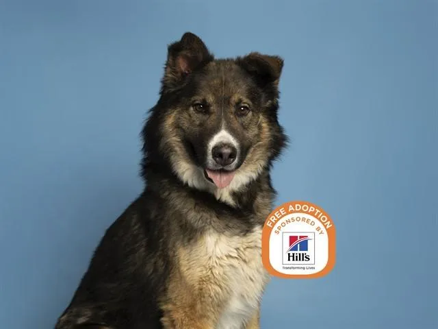 An adult large-sized male Husky dog named Chewbacca for adoption in Phoenix, AZ