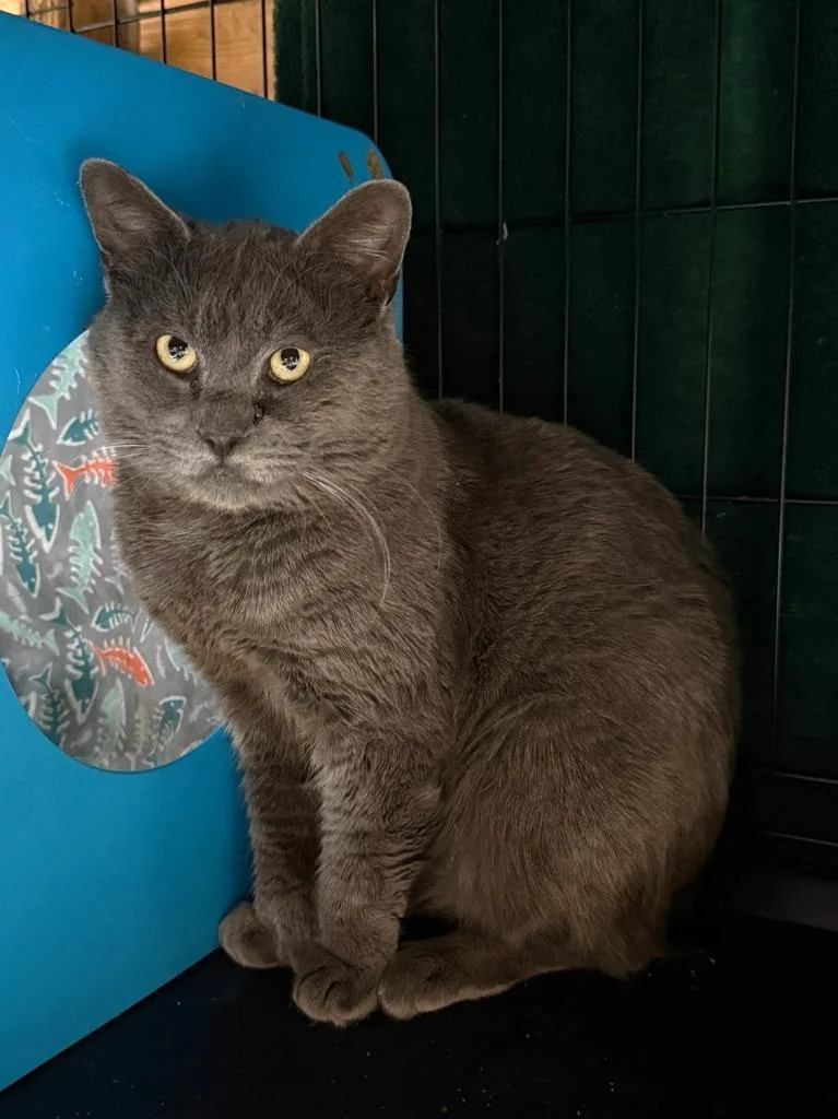 An adult medium-sized male Domestic Short Hair cat named A Ashton for adoption in Windsor, CT