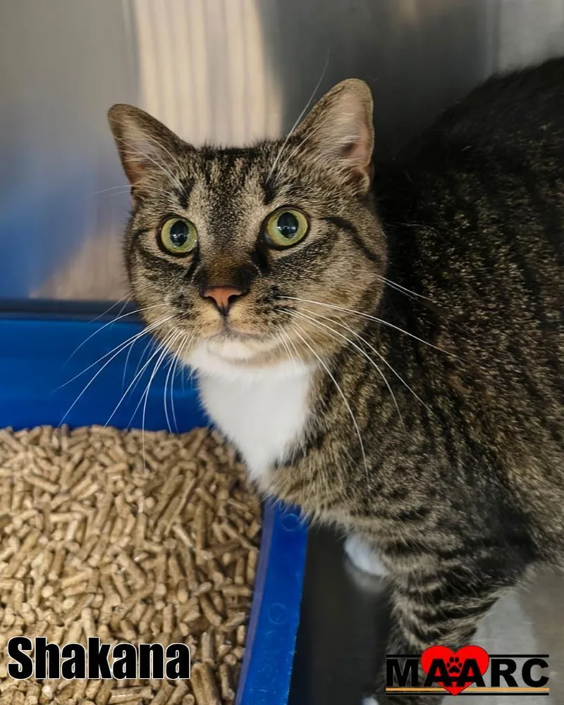 A young medium-sized female Domestic Short Hair cat named Shakana for adoption in Maryville, TN