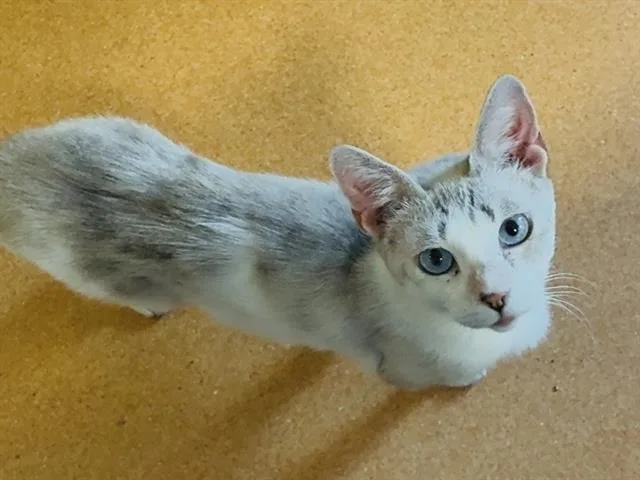 A young medium-sized female Domestic Short Hair cat named Freyja for adoption in Martinez, CA