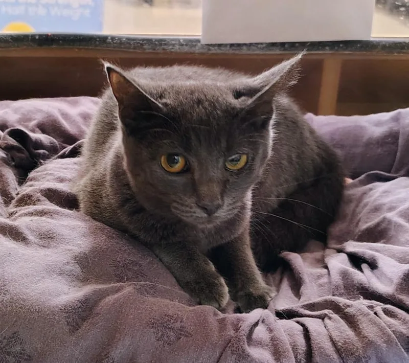 A young medium-sized female Gray / Blue / Silver Domestic Short Hair cat named Misty for adoption in Waterford, CT