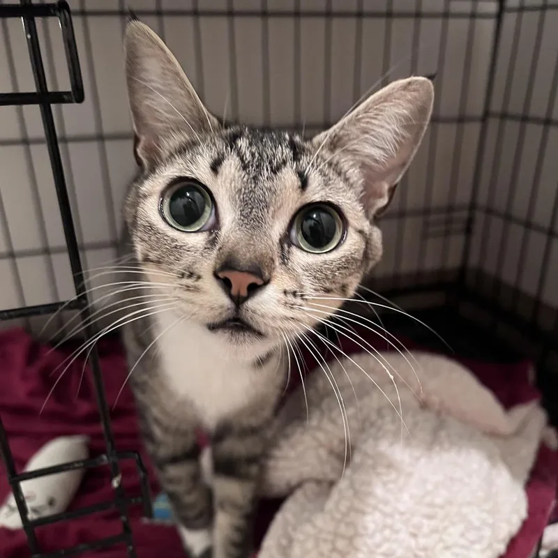 A young small-sized female Brown / Chocolate Domestic Short Hair cat named Duchess for adoption in Arlington Heights, IL