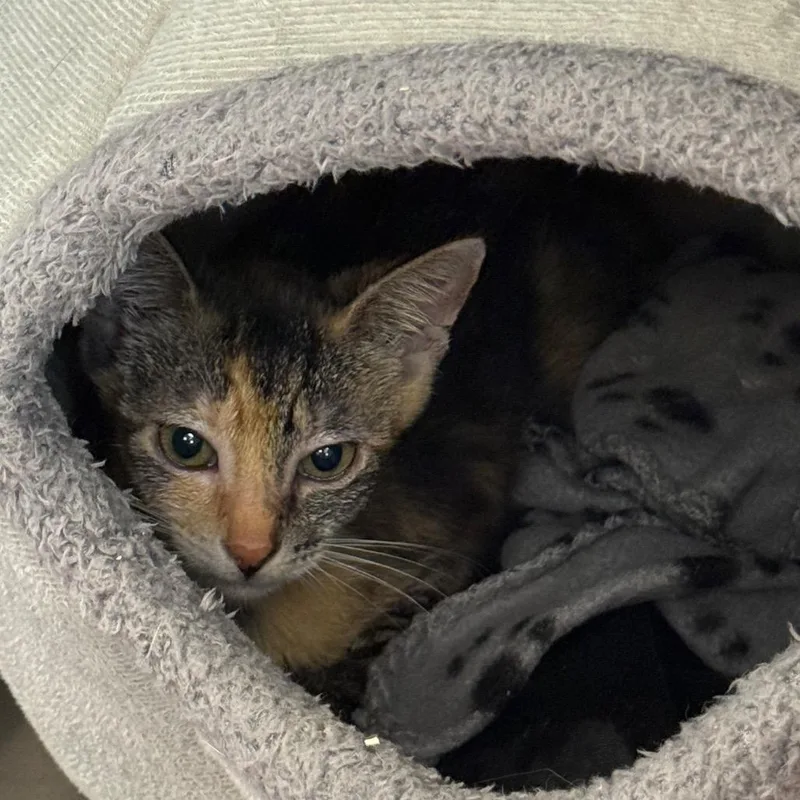 A baby small-sized female Brown / Chocolate Domestic Short Hair cat named Annabella for adoption in West Palm Beach, FL