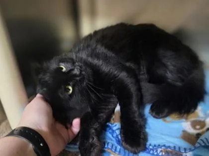 A young large-sized male Domestic Long Hair cat named Winter Soldier for adoption in Westland, MI