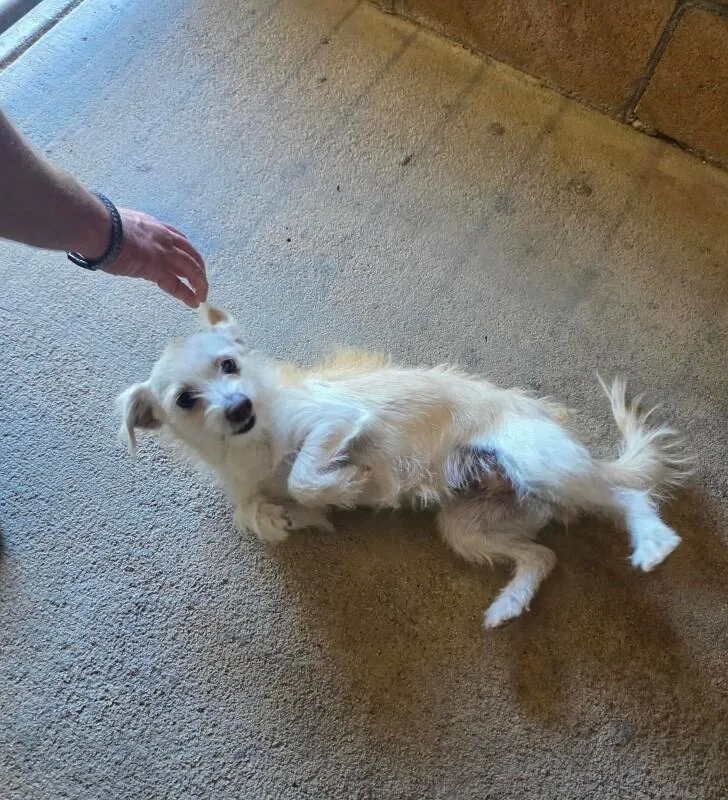 A young small-sized female Terrier dog named Chiquita for adoption in Windsor, CO