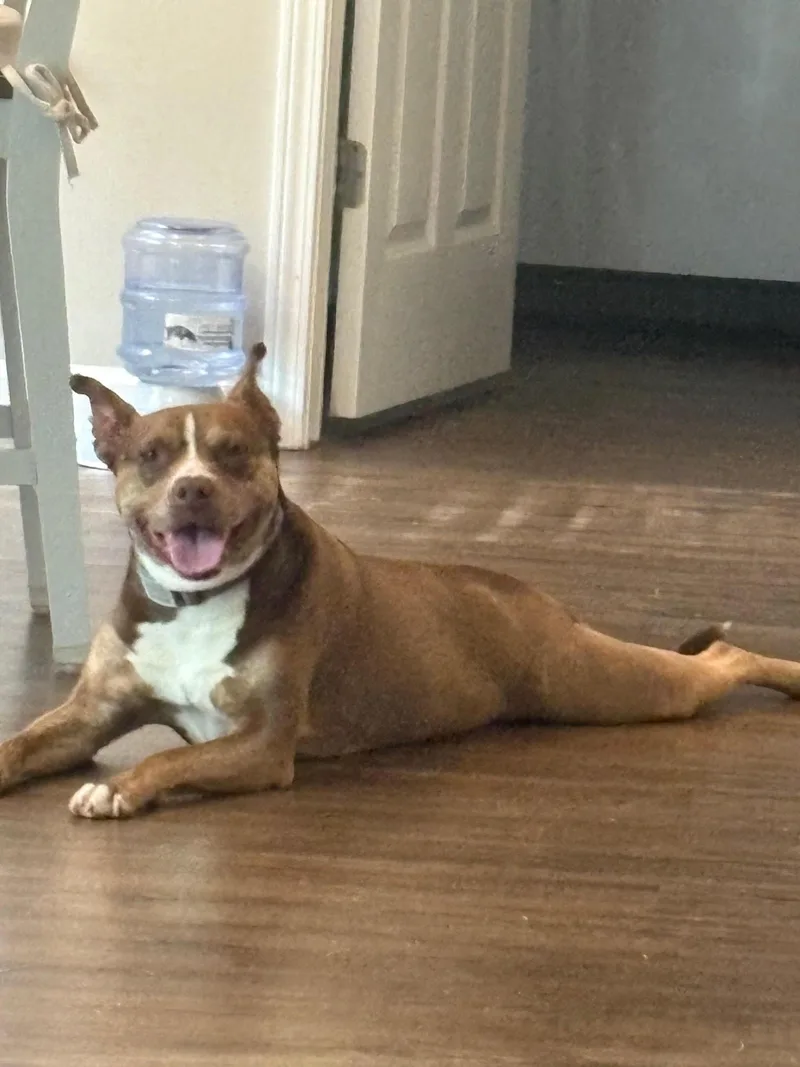 An adult medium-sized female Tricolor (Brown, Black, & White) American Staffordshire Terrier dog named Reese for adoption in Roswell, GA