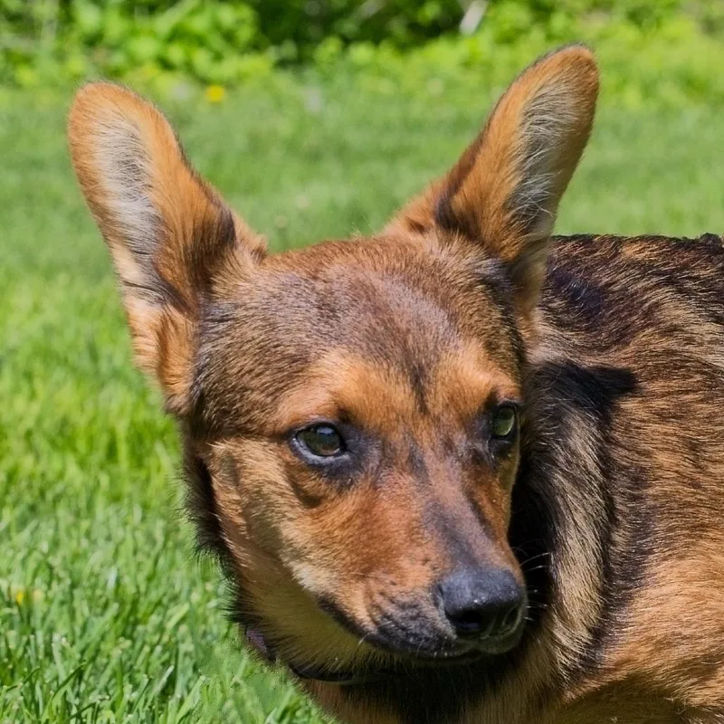 Sable