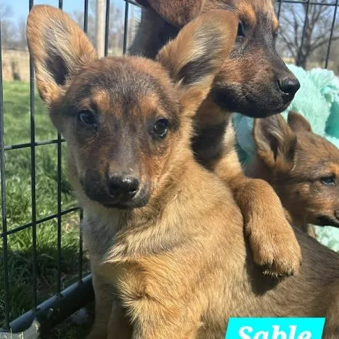 Sable thumbnail 3