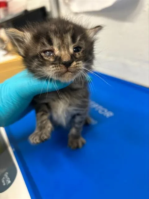 A baby small-sized male Domestic Short Hair cat named Milky Way for adoption in Alameda, CA