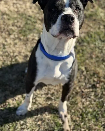 A senior large-sized male Pit Bull Terrier dog named Harley Roberts for adoption in Knoxville, TN