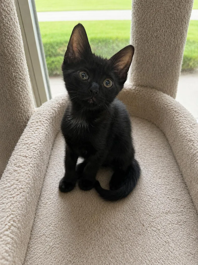 A baby small-sized male Black American Shorthair cat named Poche for adoption in Paulina, LA